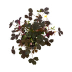 Oxalis vulcanicola 'Dark Form'