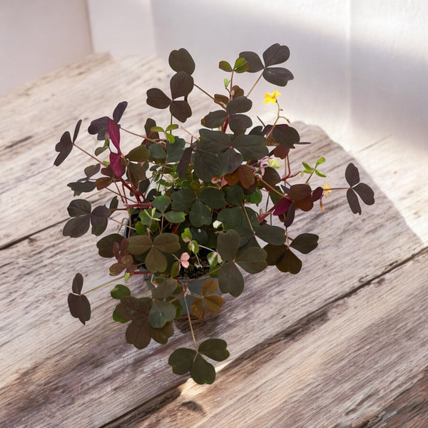 Oxalis vulcanicola 'Dunkle Form'