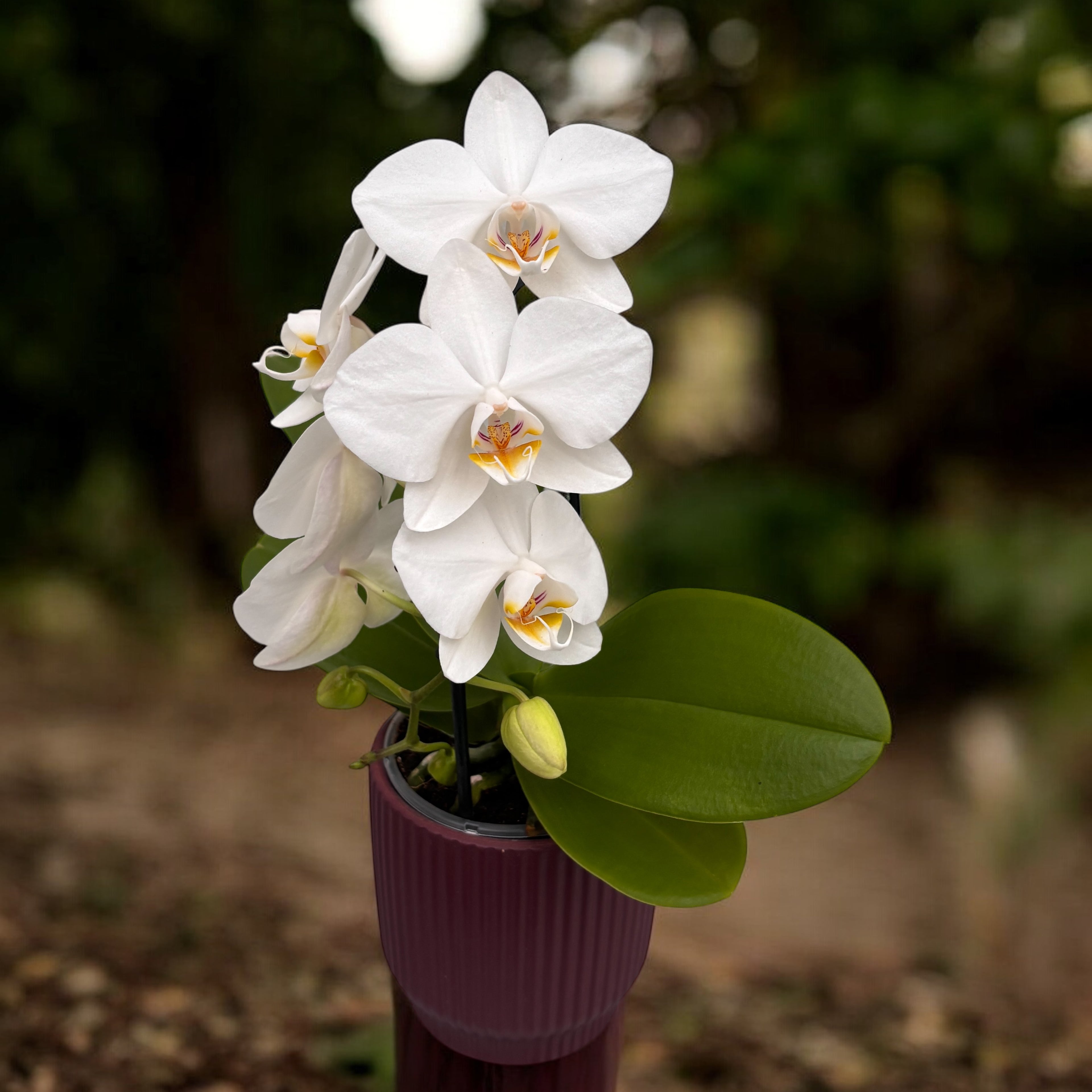 Phalaenopsis Bumblebee
