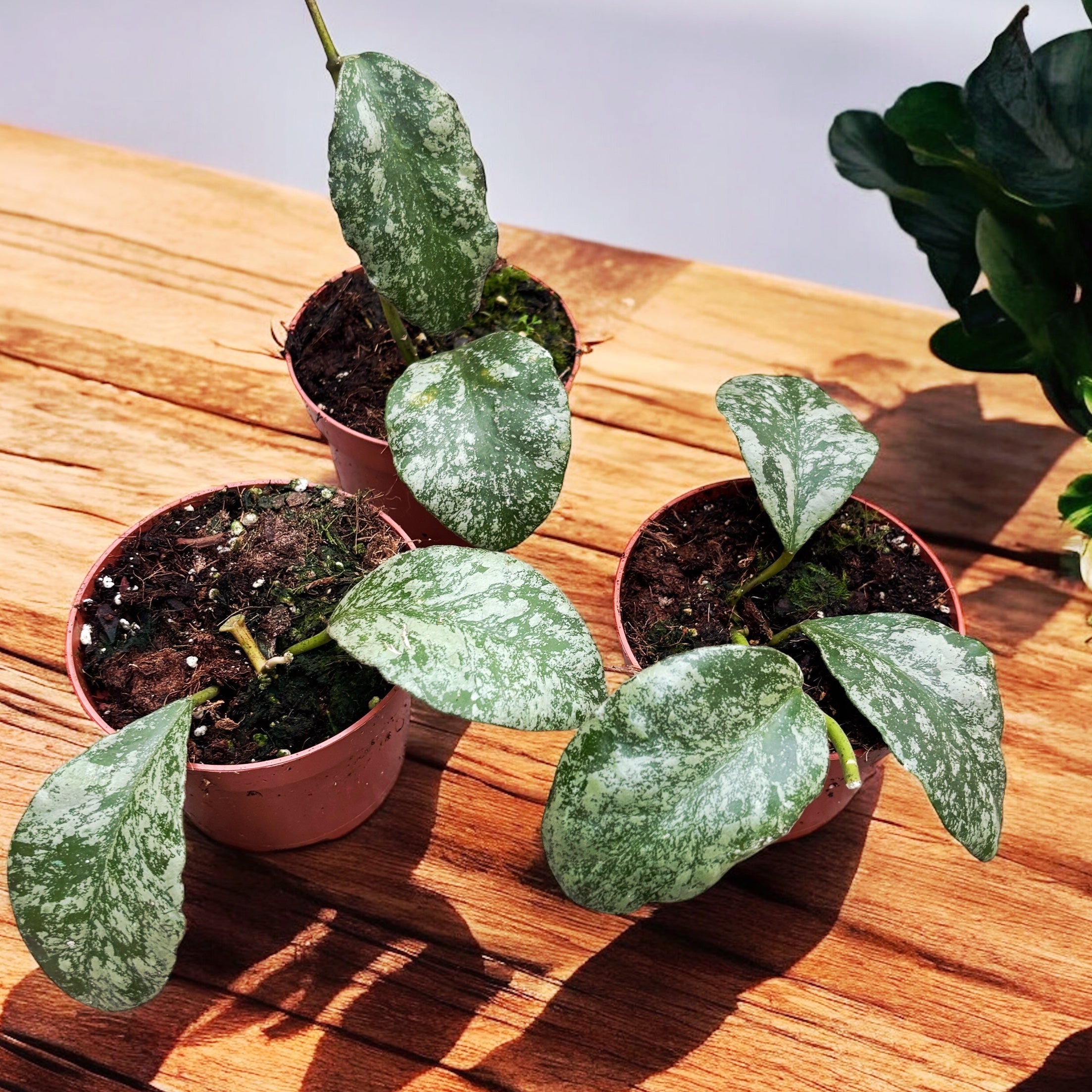 パワーストーン Hoya waymaniae 'Cloudy sky' (Kapuas) – Secret Garden Plant Shop