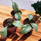 Hoya waymaniae 'Cloudy sky' (Kapuas)