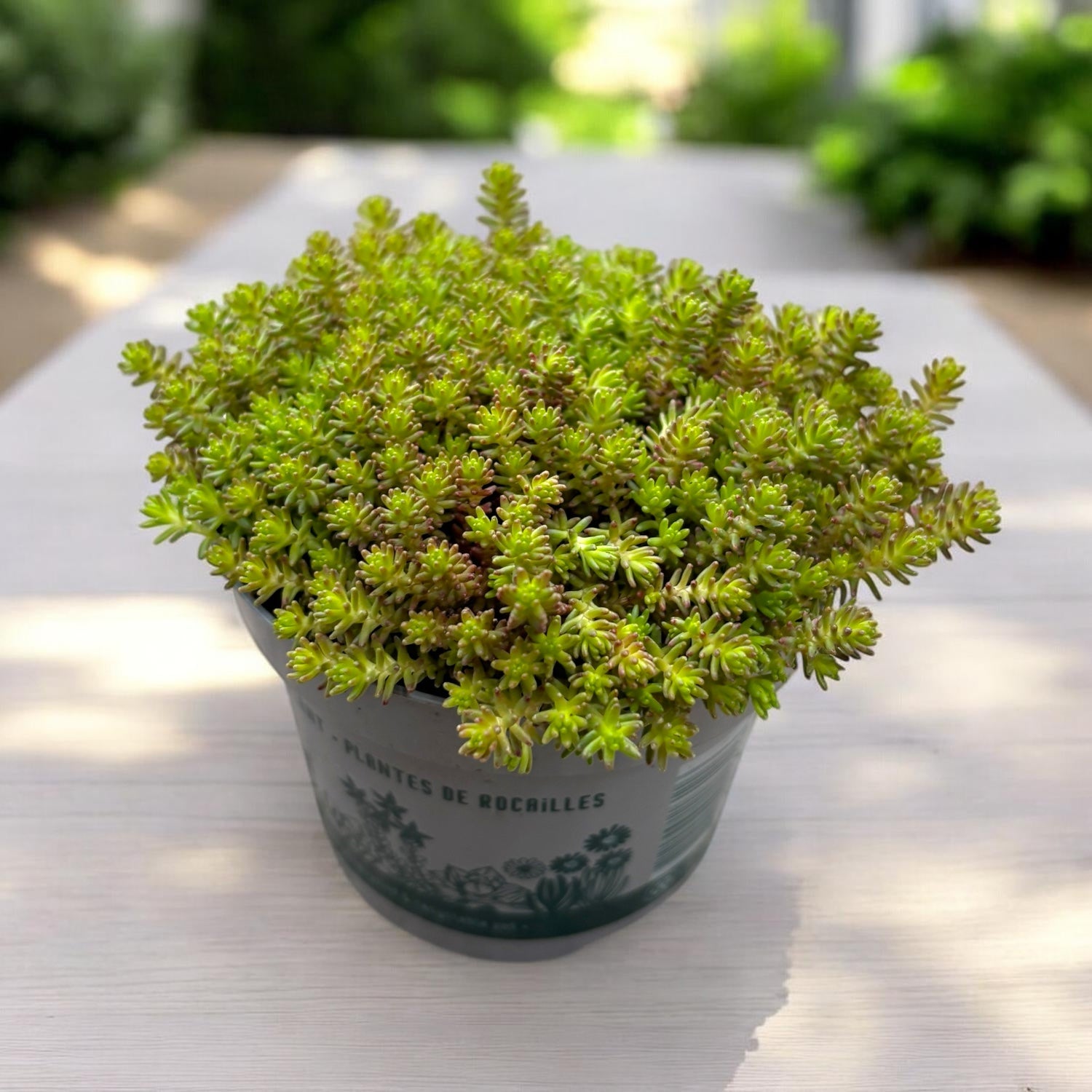 Sedum sexangulare (iarba grasa taratoare) – covor verde dens, usor de intretinut