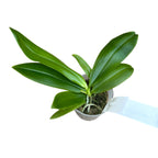 Phalaenopsis tetraspis 'Fire' parfumat