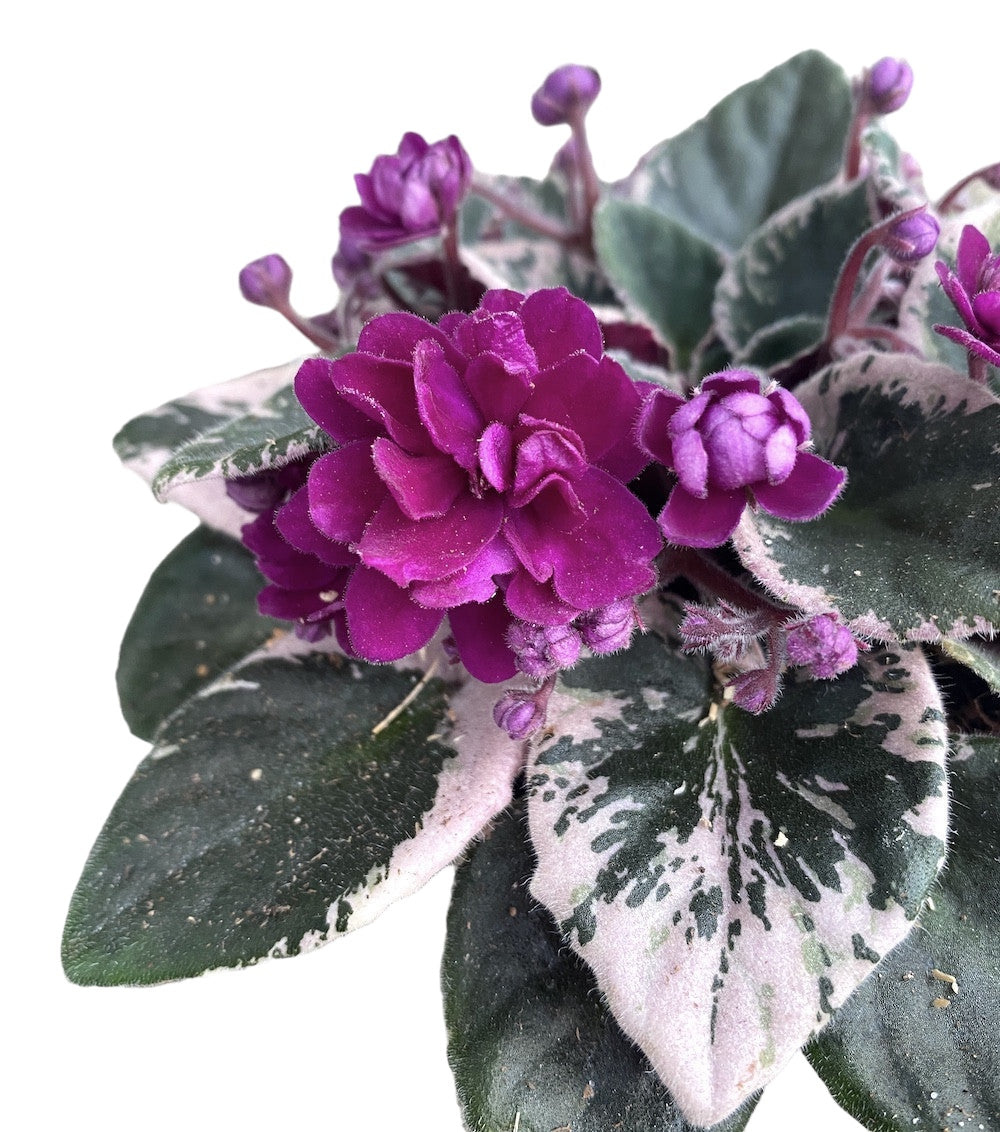 Saintpaulia Hovariagata - violete cu frunze variegate