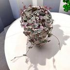 Ceropegia woodii 'Marlies' VARIEGATA -  String of hearts