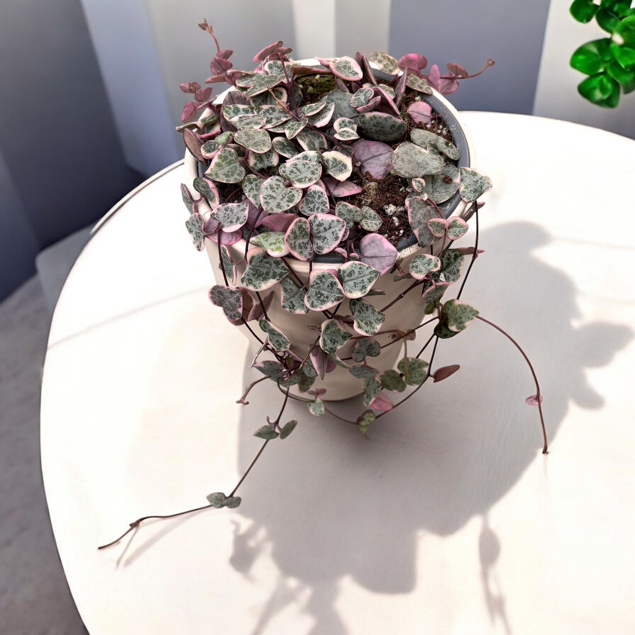 Ceropegia woodii 'Marlies' VARIEGATA -  String of hearts