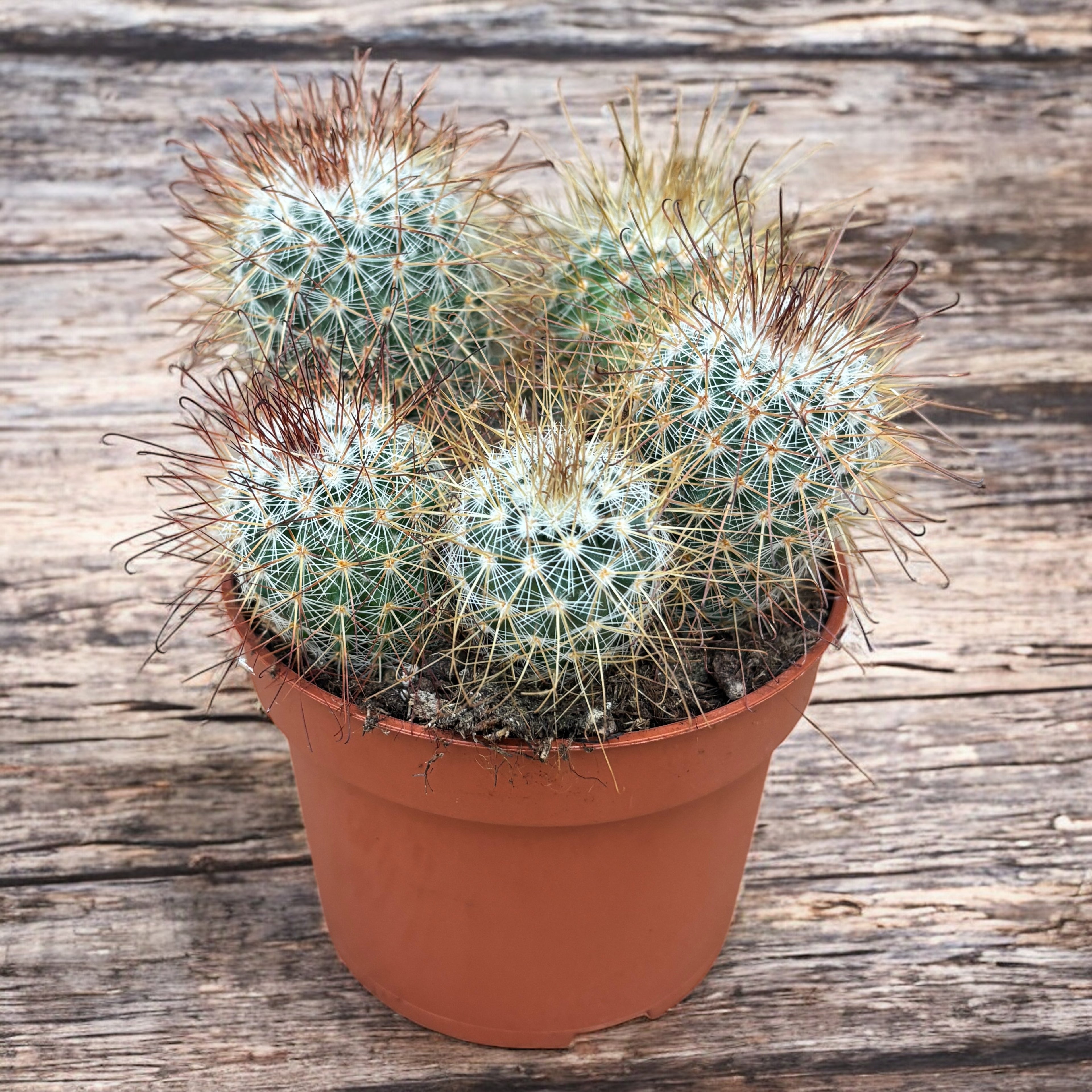 Mammillaria magnifica – cactus globular cu spini decorativi si flori delicate
