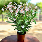 Leandru (Nerium Olander) 2pp - primjerci XL