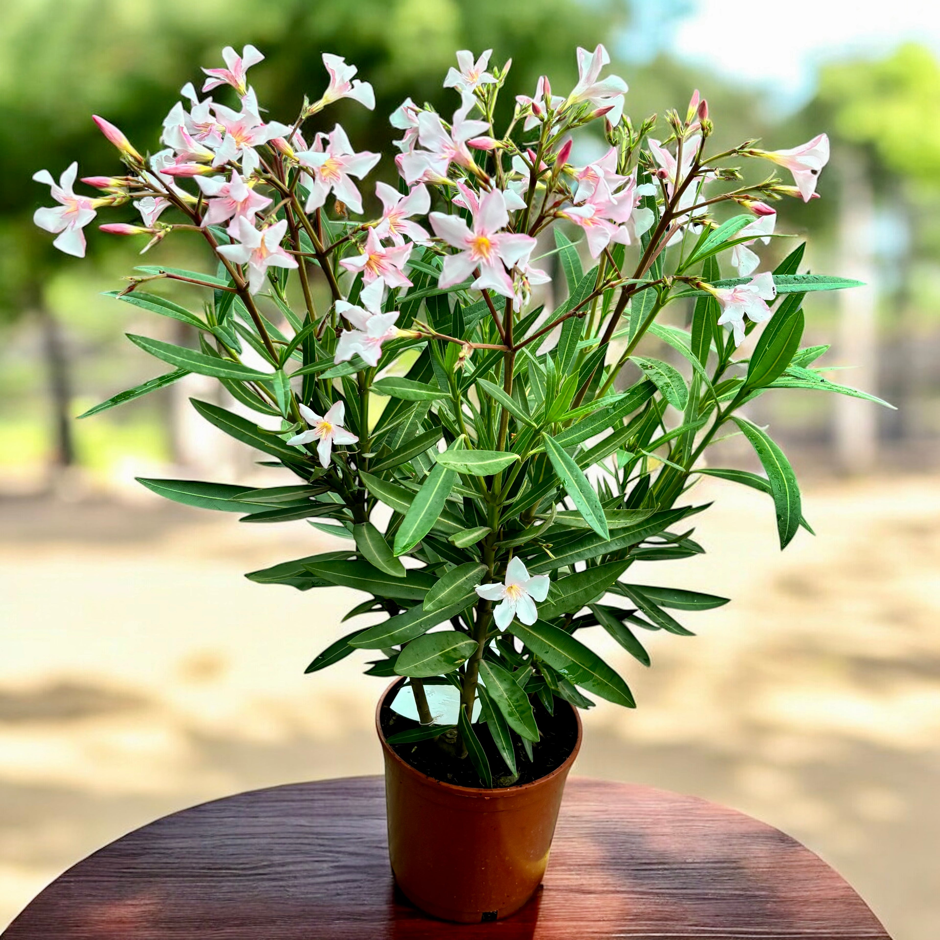 Leandru (Nerium Olander) 2pp - exemplare XL