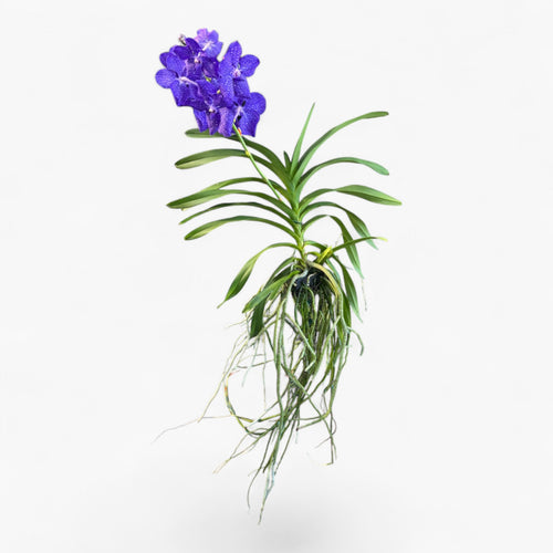 Vanda Pachara Delight (ANSU)