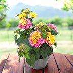 Lantana « Shamrock Rose Gold » – plante décorative aux fleurs changeantes rose-jaune