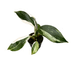 Philodendron White Wizard (babyplant)