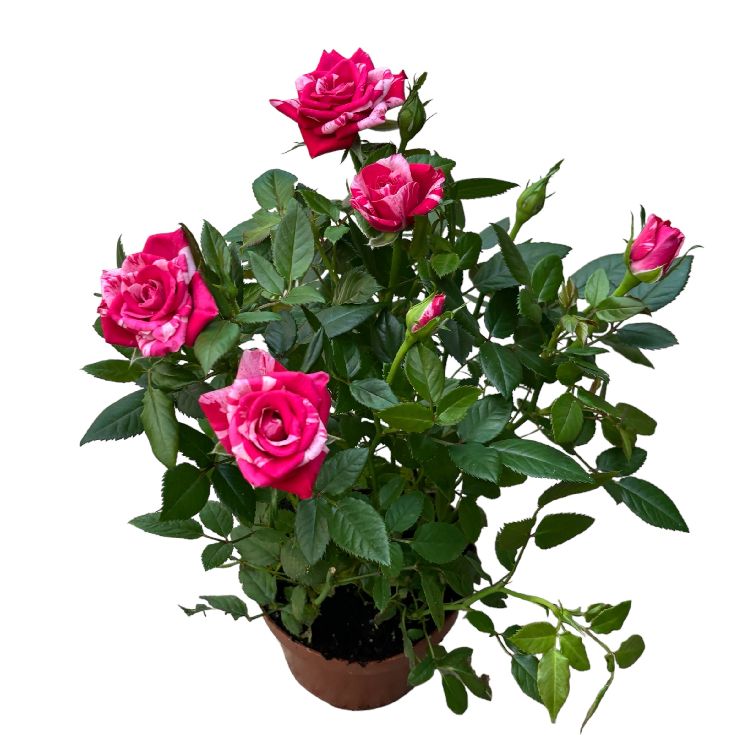 Trandafiri pitici Rosa ‘Twin Colour Star’ parfumati