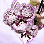 Phalaenopsis 'Grace' velký okvětní lístek