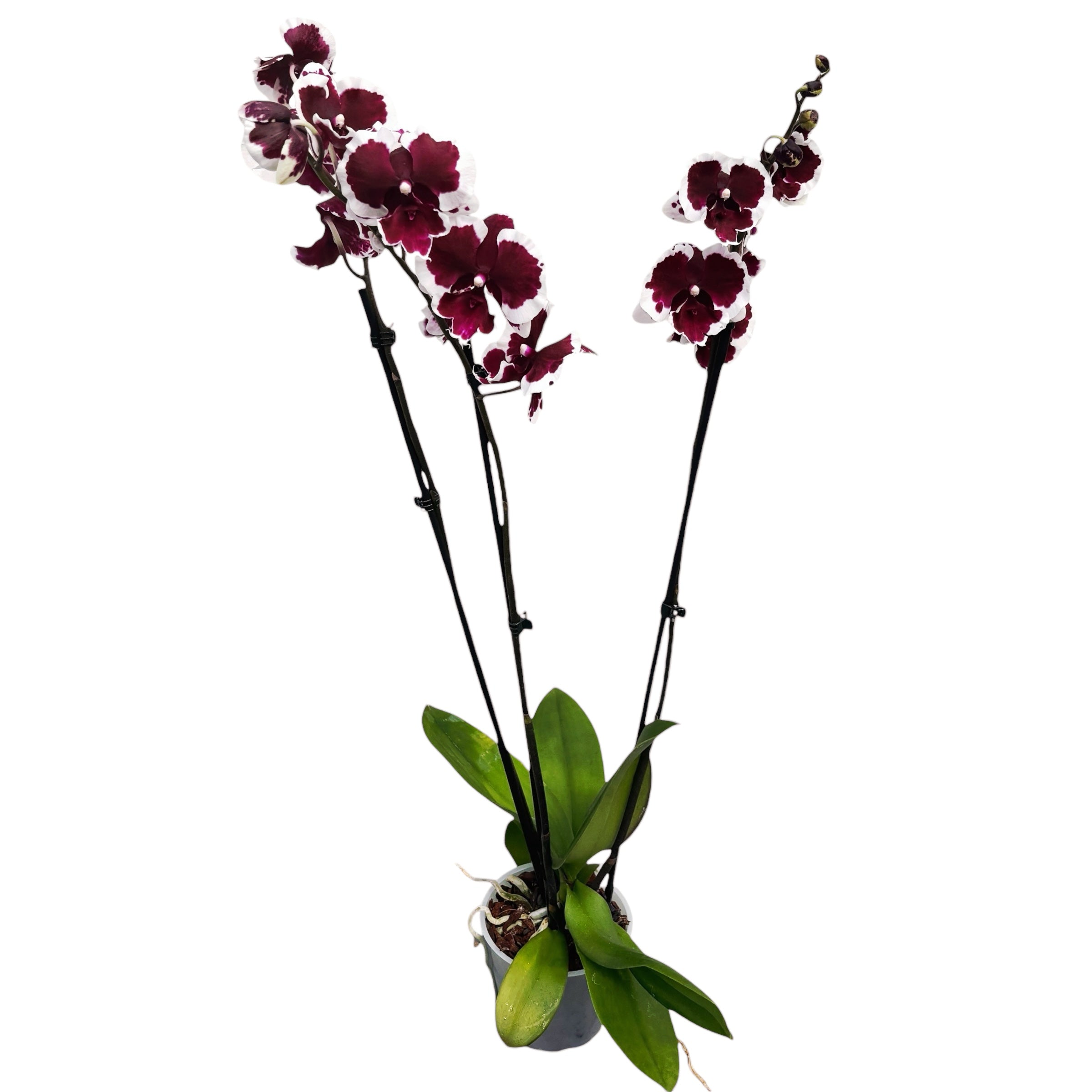 Phalaenopsis Fusheng Black Peacock 'Panda'