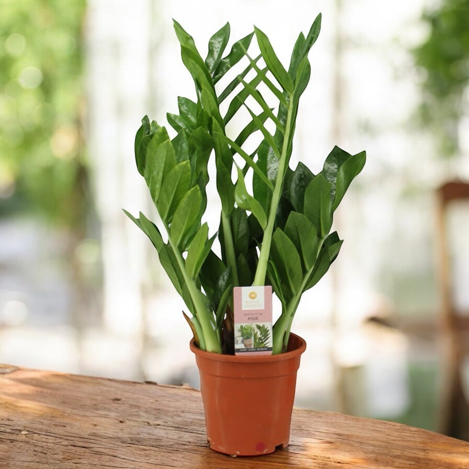 Zamioculcas zamiifolia ‘Pixie’ - varietate compacta