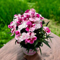 Dianthus ‘Sprint Pink & Proud’ - flerårig nejlika med doftande blommor, kontinuerlig blomning