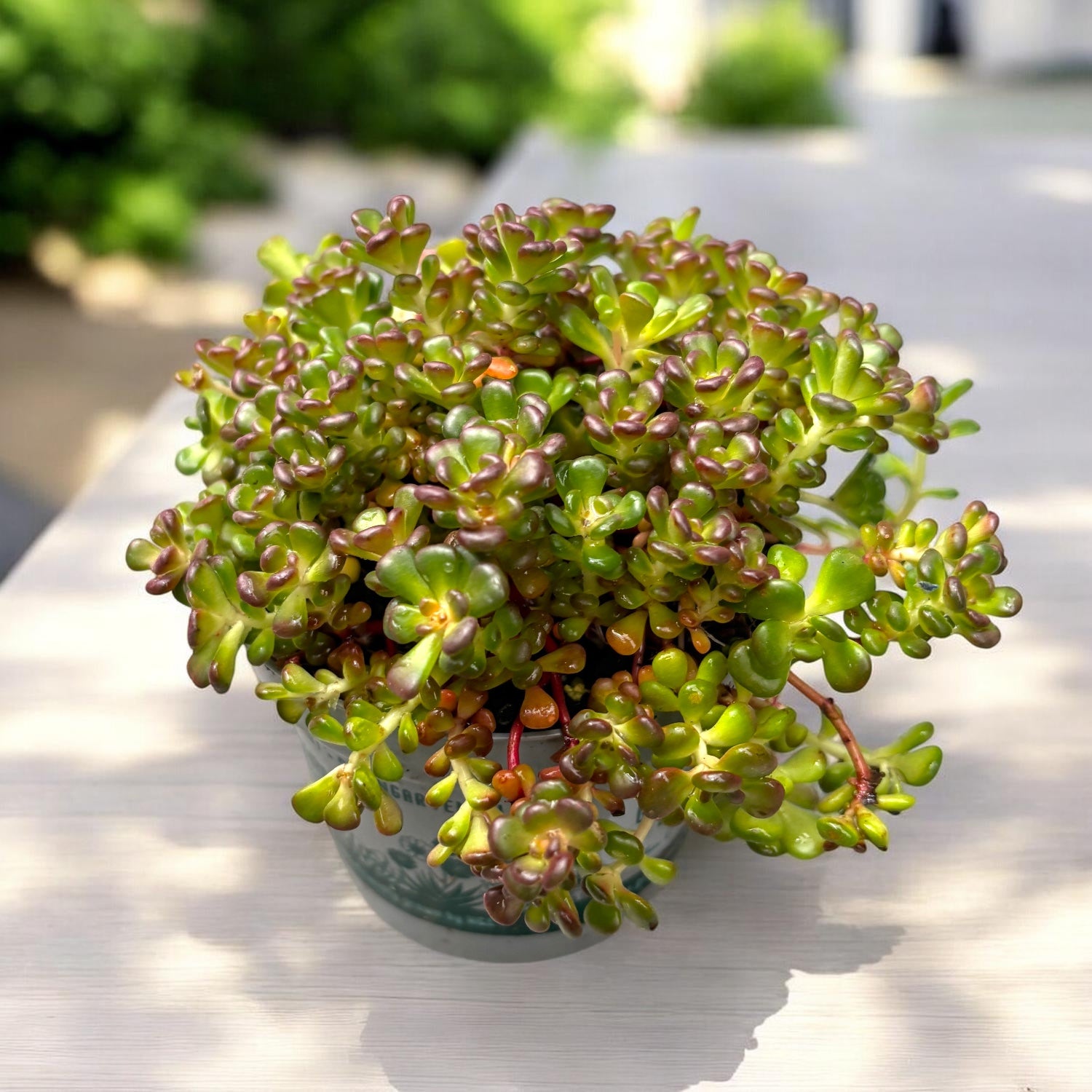 Sedum oreganum (iarba grasa de Oregon) – covor compact cu nuante spectaculoase tot anul