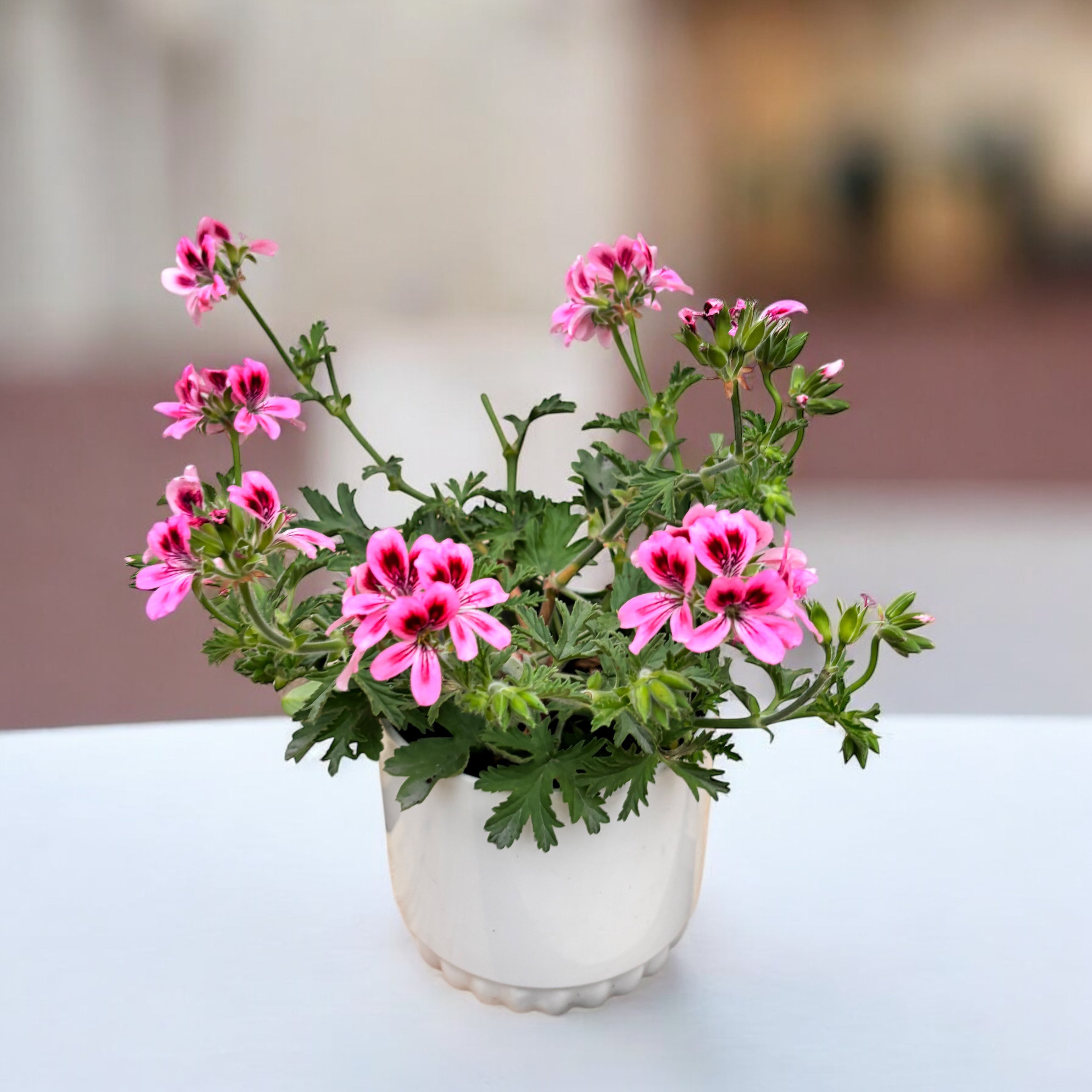 Muscate parfumate - Pelargonium (Scented Grp) ‘Isko Fleur’ (parfum de flori)
