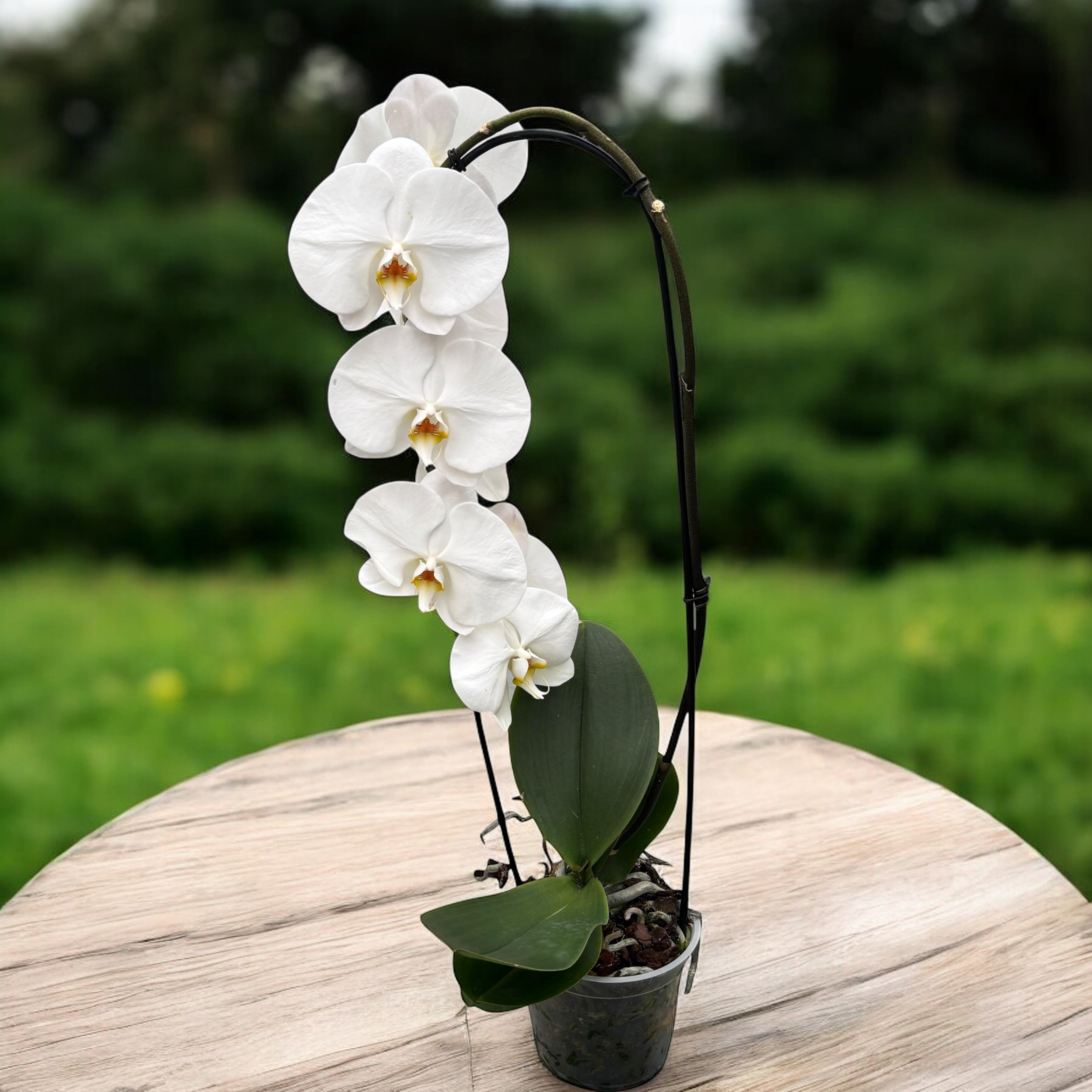 Phalaenopsis Sogo Yukidian 'V3' (Formidablo) – Secret Garden Plant