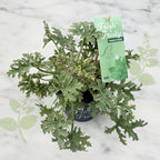 Duftende Geranien - Scented Geranium (Minzduft)