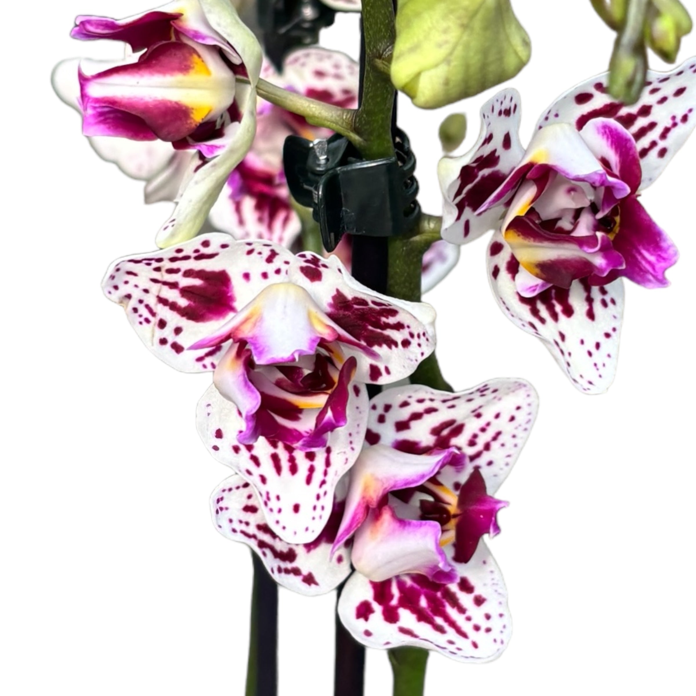 Phalaenopsis Younghome Summer (peloric-3lips)