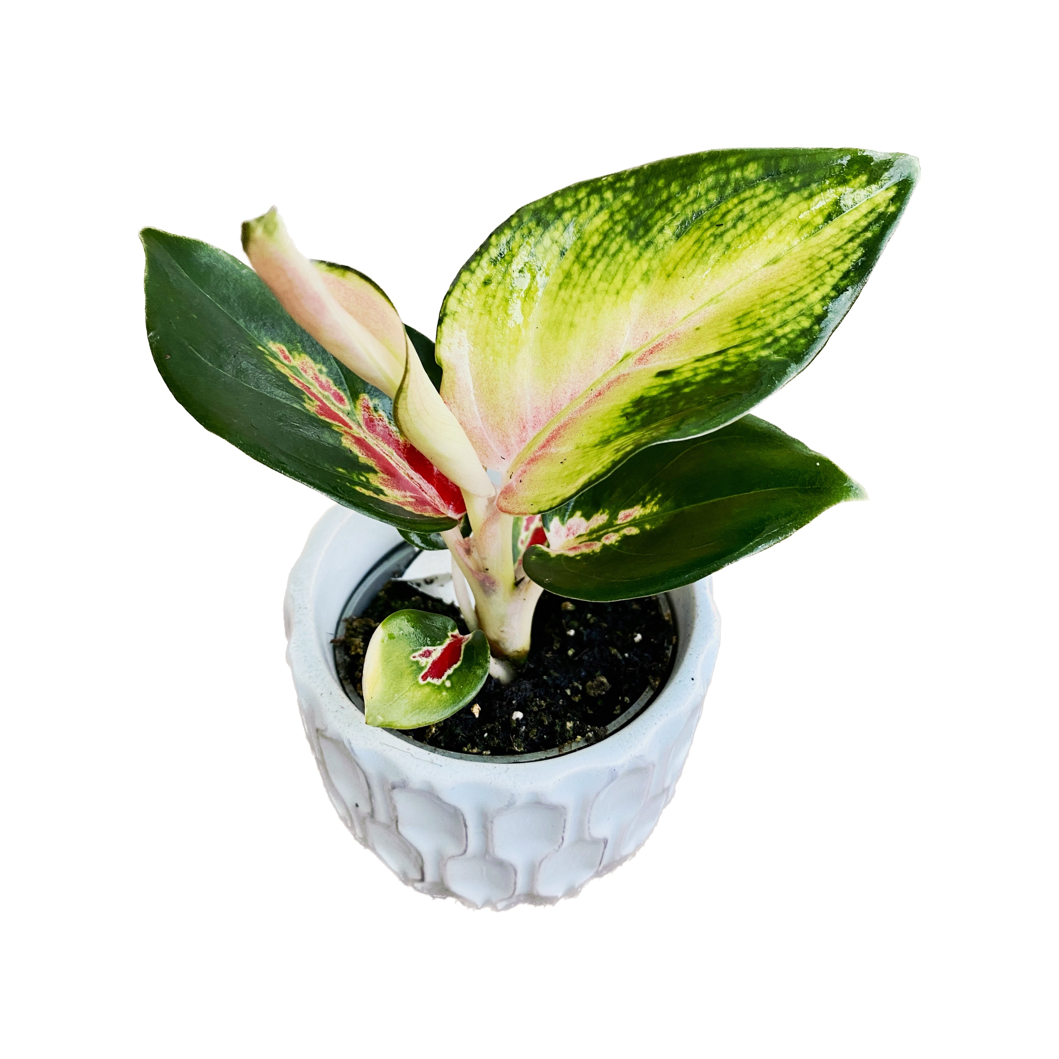 aglaonema black dragon Aglaonema 'Red Dragon' *babyplant – Secret Garden Plant Shop