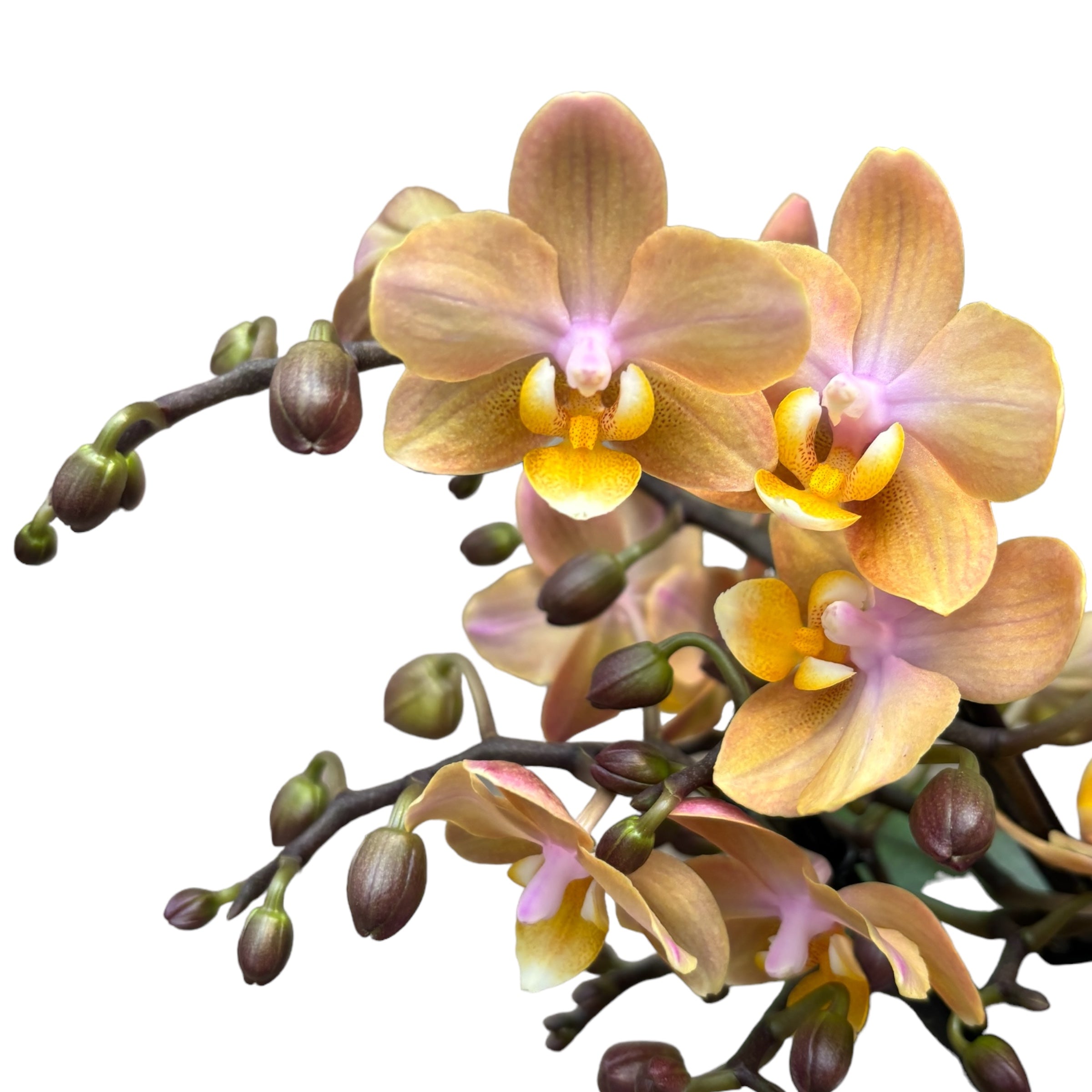 Phalaenopsis Scention (Aromio Fresh) - fiori intensamente profumati