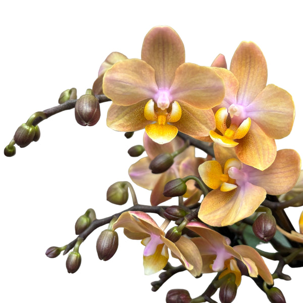 Phalaenopsis Scention (Aromio Fresh) - intensiv duftende Blüten