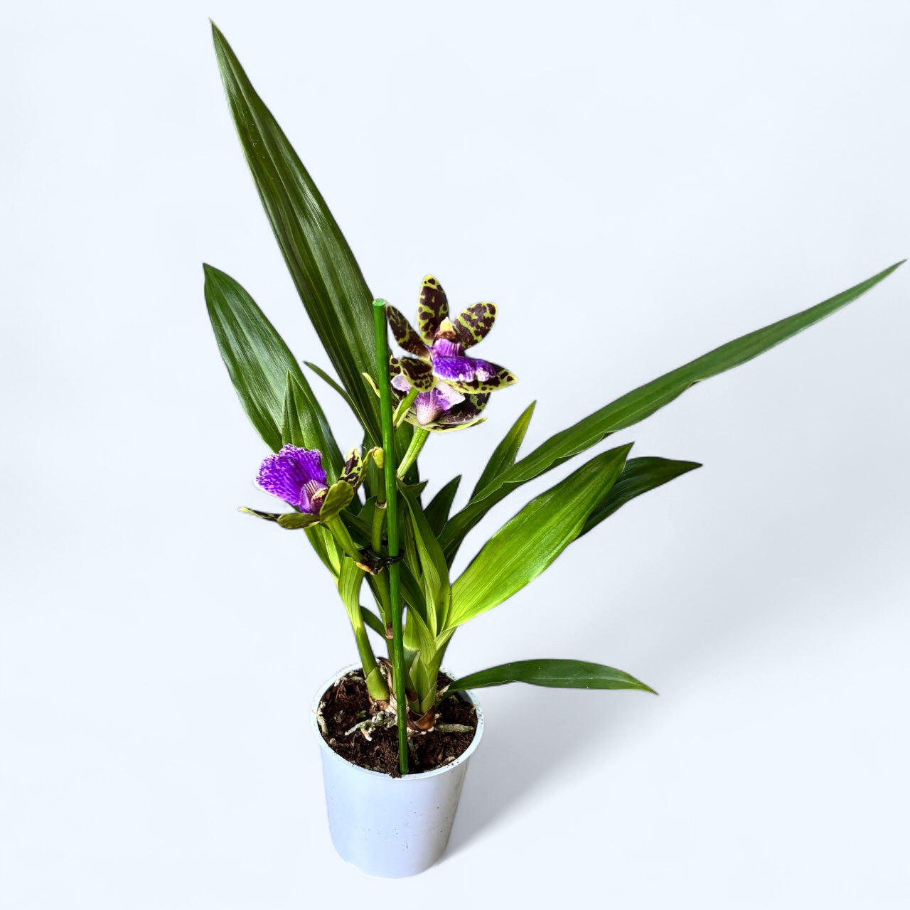 Zygopetalum hybride - fleurs intensément parfumées