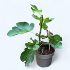 Smochin - Ficus carica 'Precose de Dalmatie'