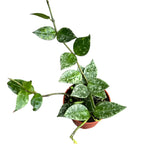 Hoya krohniana 'Splash' - D6 (2-3 rośliny/ doniczka)