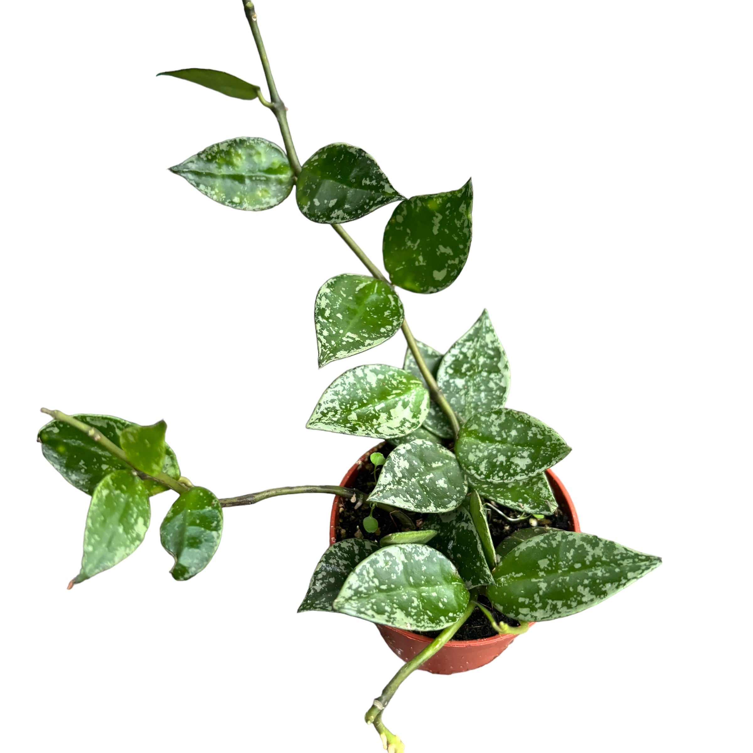 Hoya krohniana 'Splash' - D6 (2-3 plante/pot)