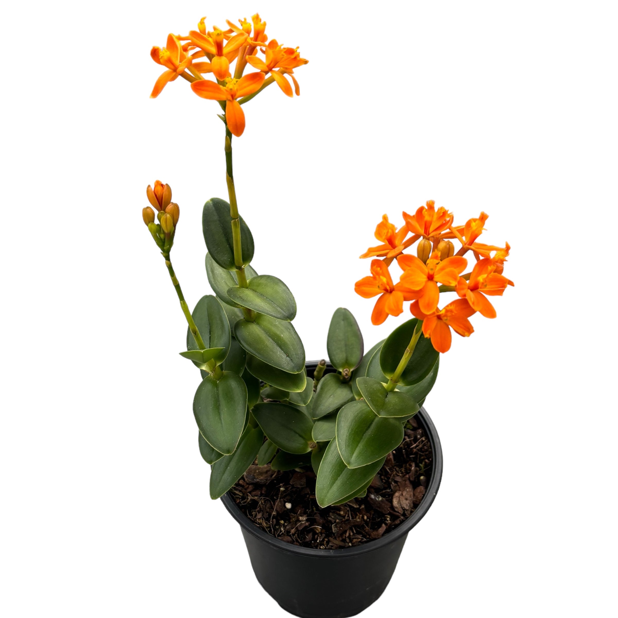 Epidendrum radicans ‘Arancione’ - esemplari XL D15