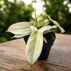 Philodendron 'Florida Ghost' - varietate rara, cu frunzis cameleonic si aspect exotic
