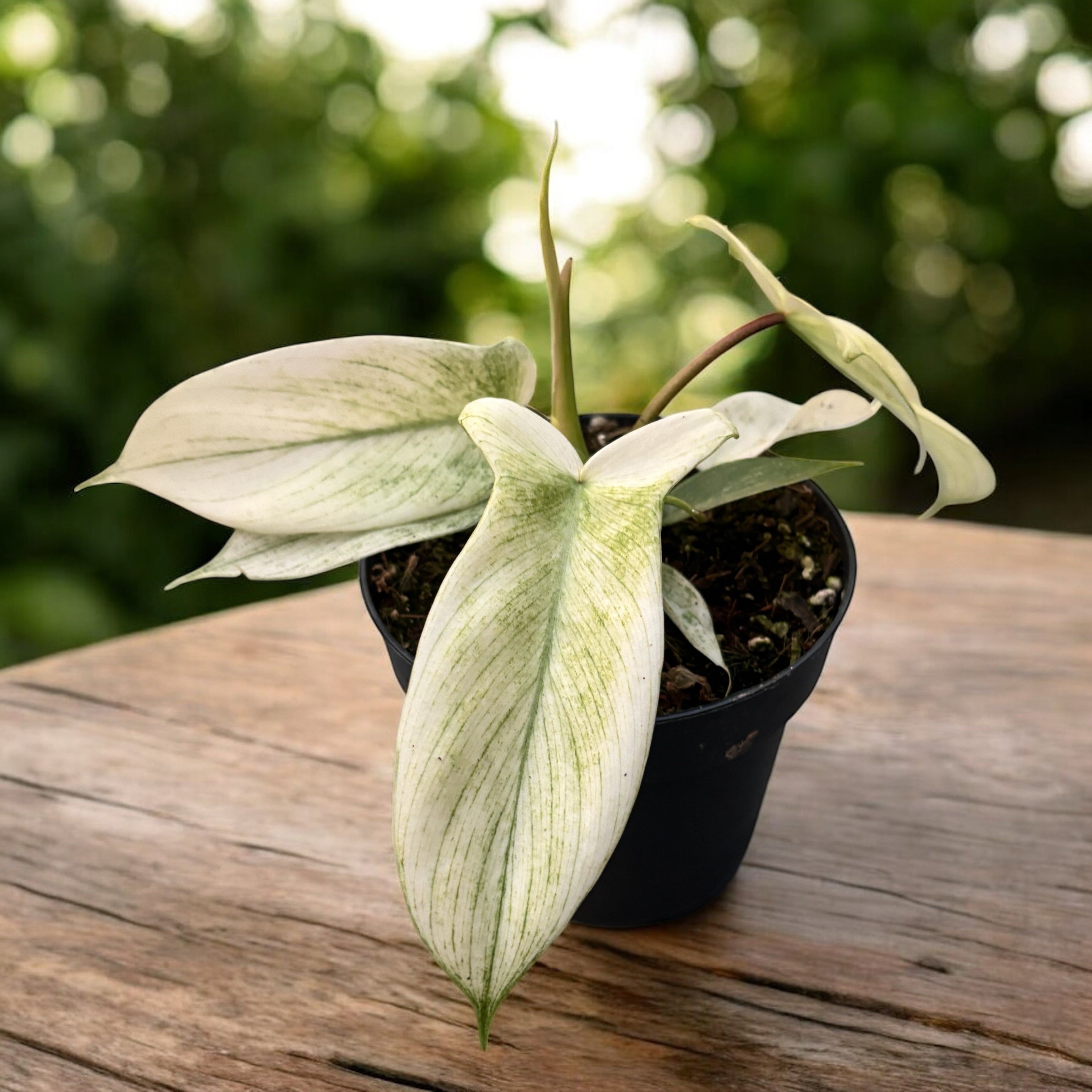 Philodendron 'Florida Ghost' - varietate rara, cu frunzis cameleonic si aspect exotic