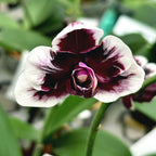 Phalaenopsis Hsinying Little Knight 'Plastic Doll'