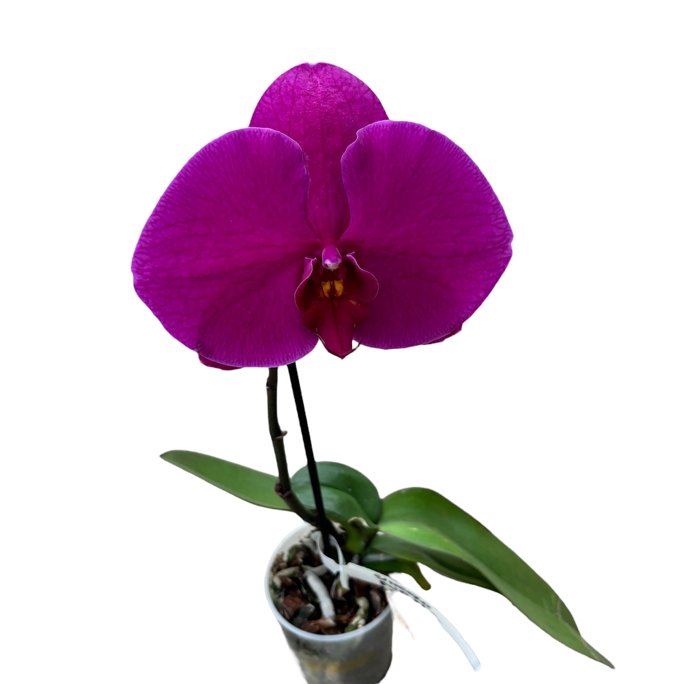 Phalaenopsis Singolo Shima - floarea XXL