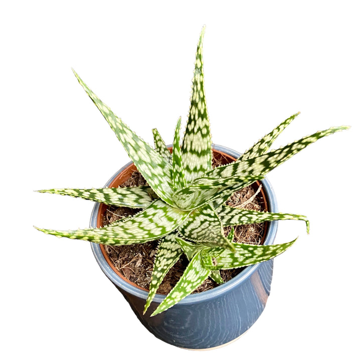 Aloe somaliensis