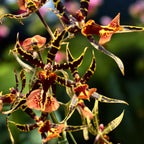 Cambria speciala parfumata - unicat