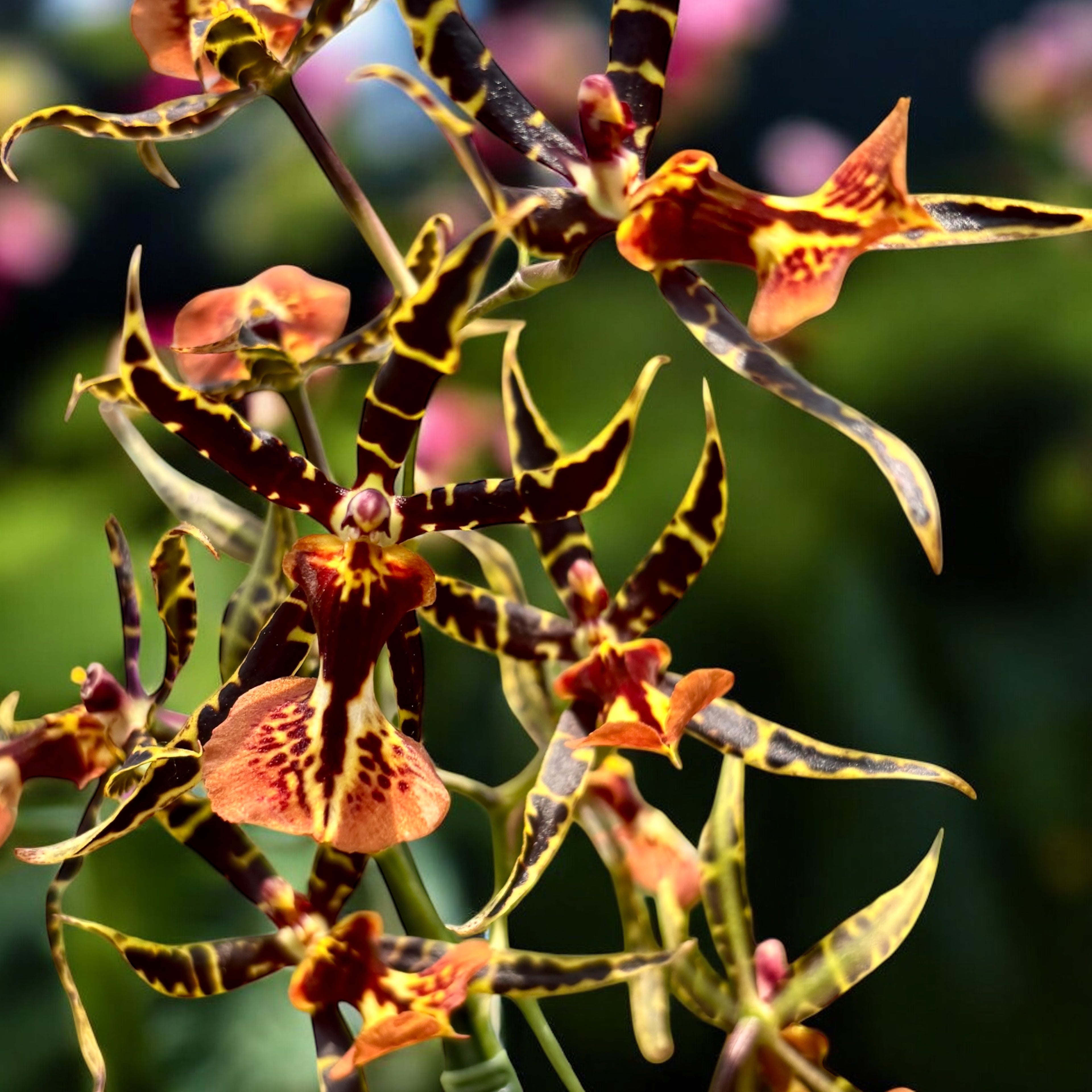 Cambria speciala parfumata - unicat