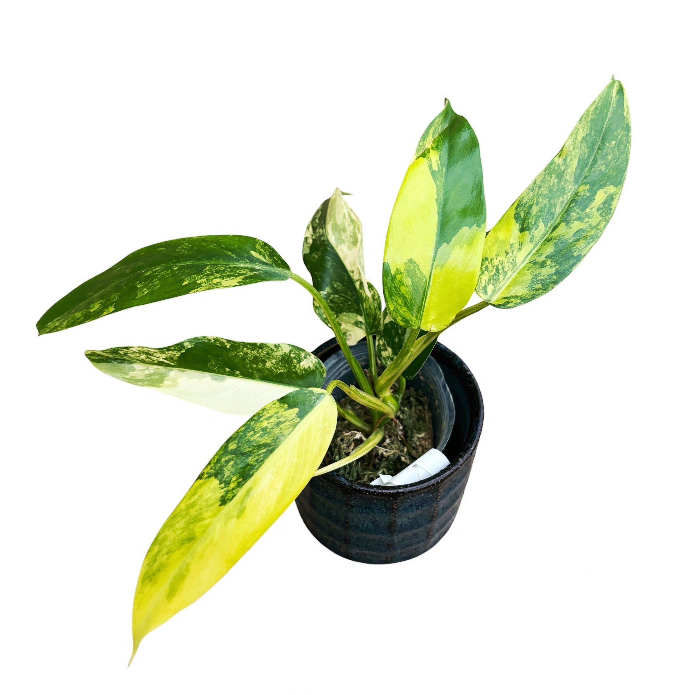 Philodendron domesticum 'Variegata'