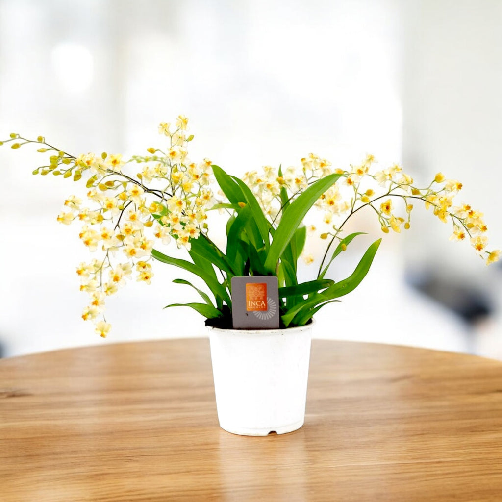 Oncidium Twinkle Pearl (flori intens parfumate) D12