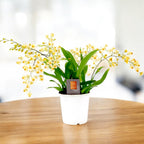 Oncidium Twinkle Pearl (flori intens parfumate) D12