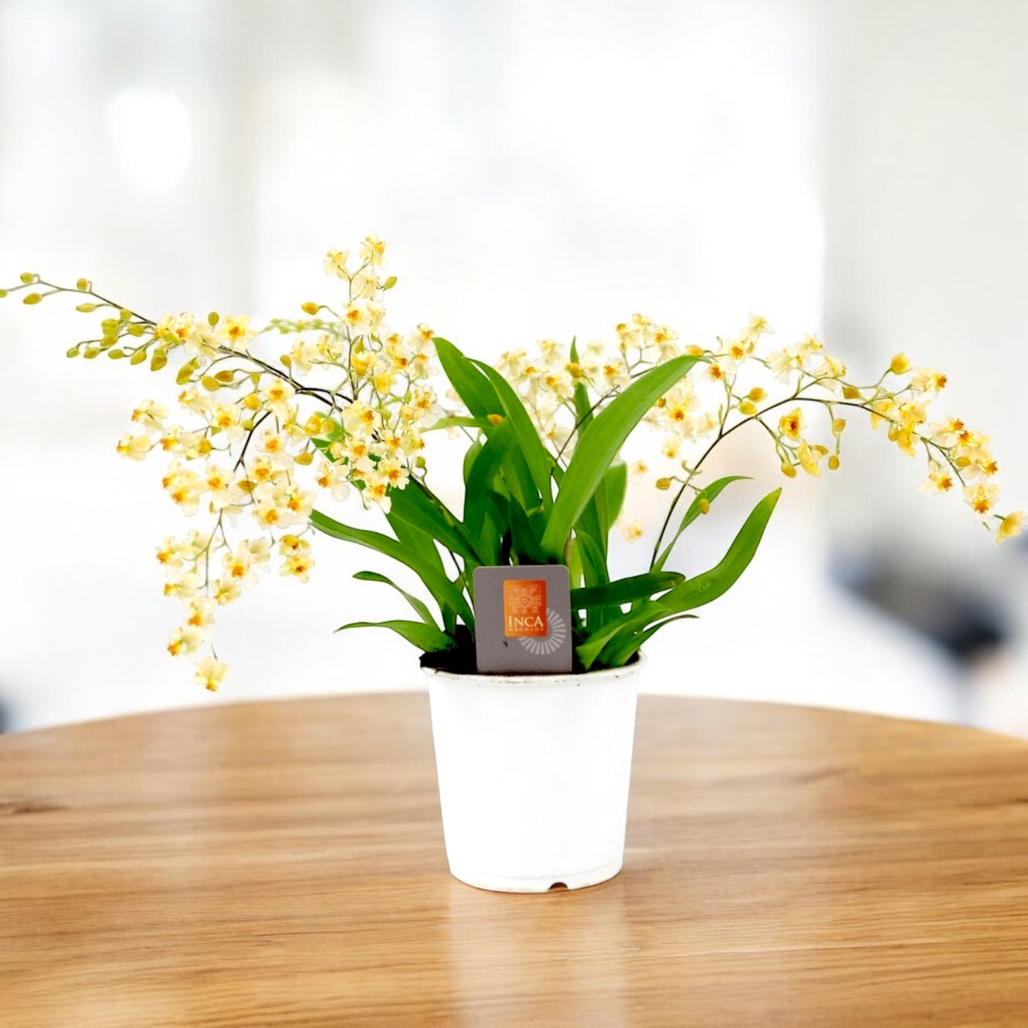 Oncidium Twinkle Pearl (flori intens parfumate) D12