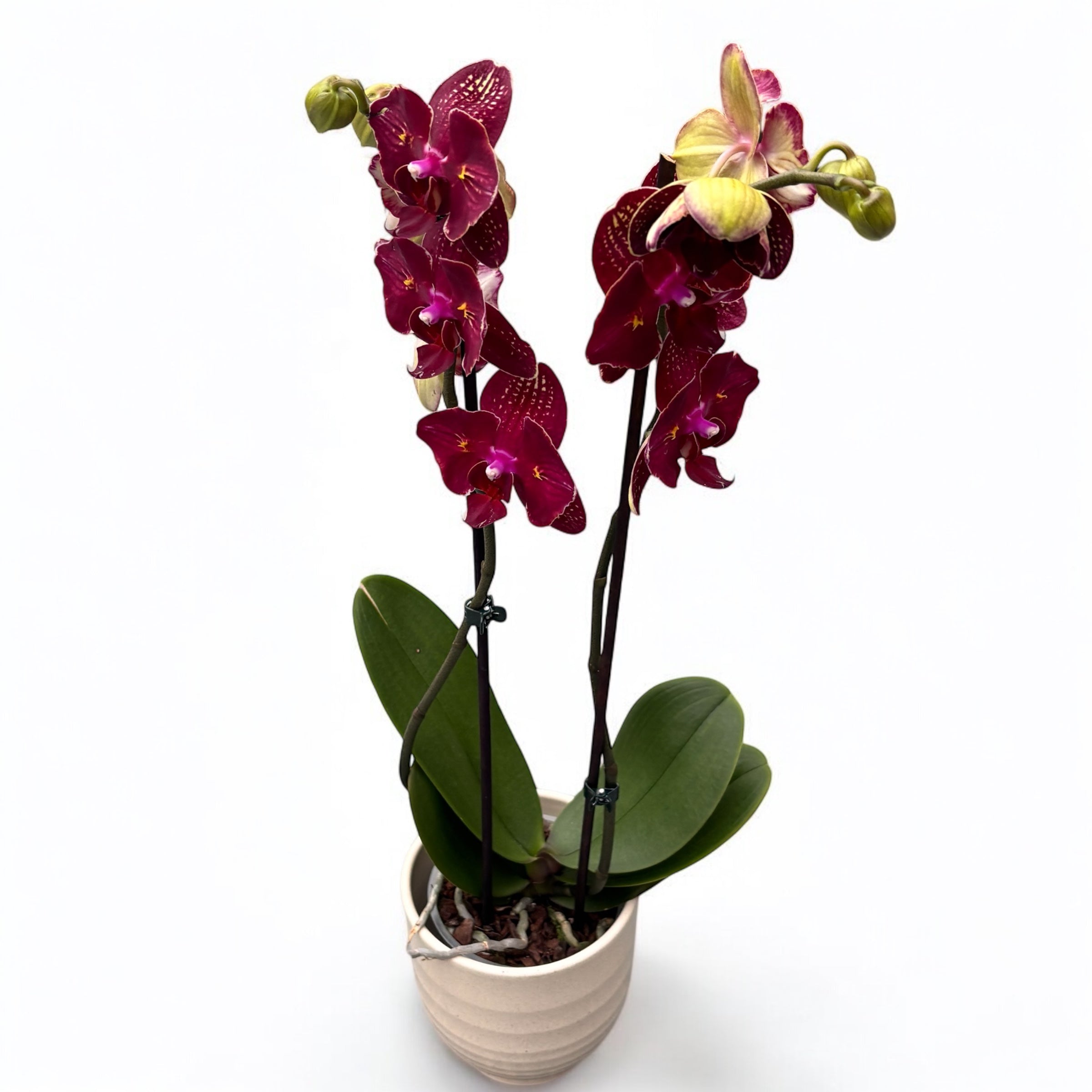 Phalaenopsis I-Hsin Claire '(Pelorica - Farfalla)