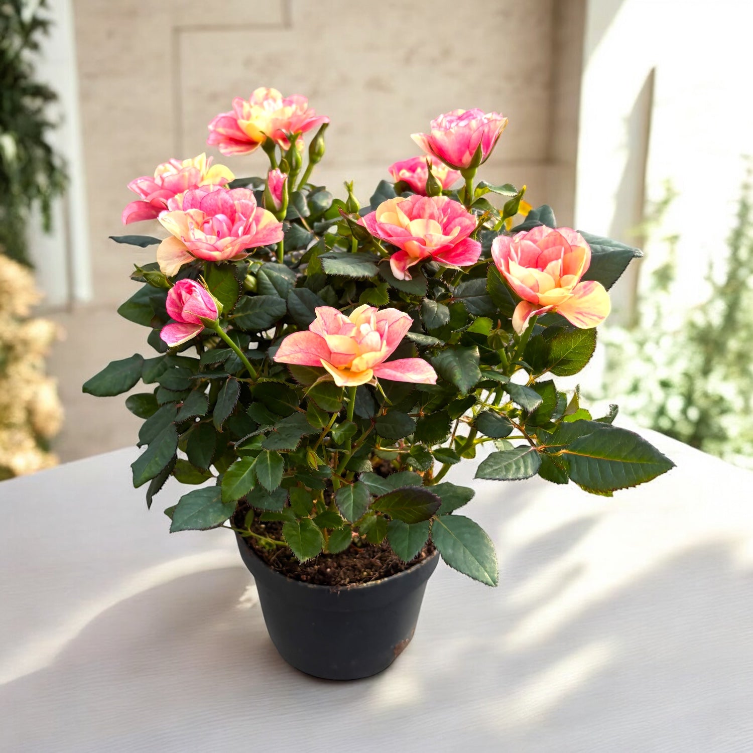 Rózsaszínű törpe rózsák Rosa Piia™ Parade - illatosak (2-3 növény/cserép)