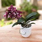 Phalaenopsis (Yaphon Perfume × Taida Pearl) 'ES' (peloric)