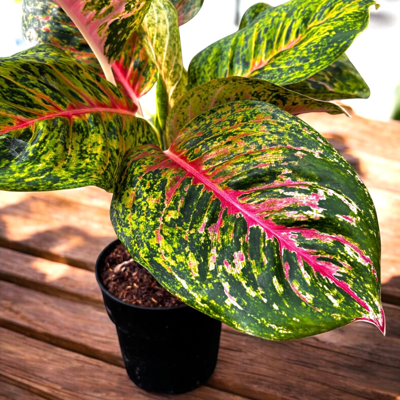 Aglaonema 'Spring Red’ - exemplar XL
