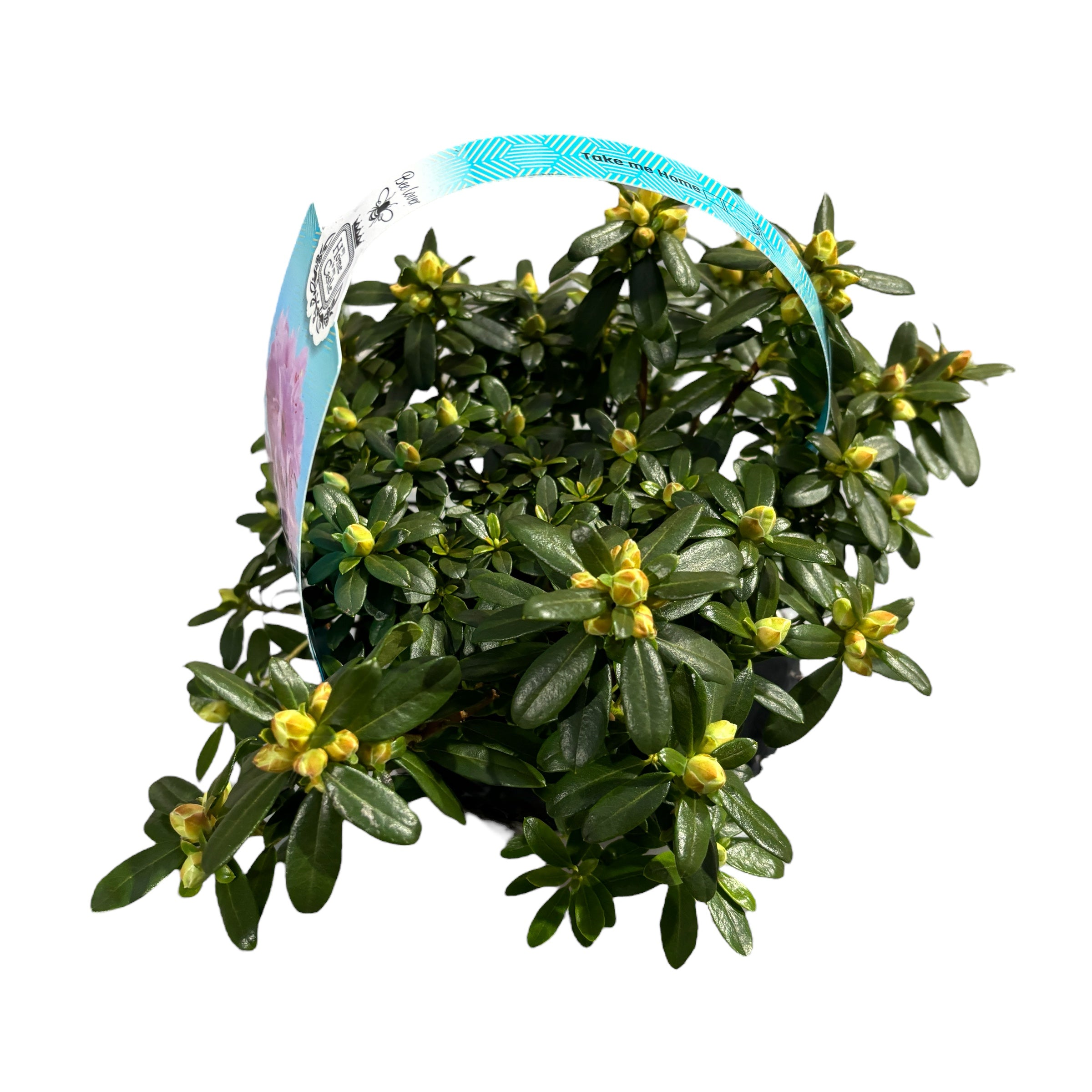 Rhododendron Snipe - růžová zahradní azalka